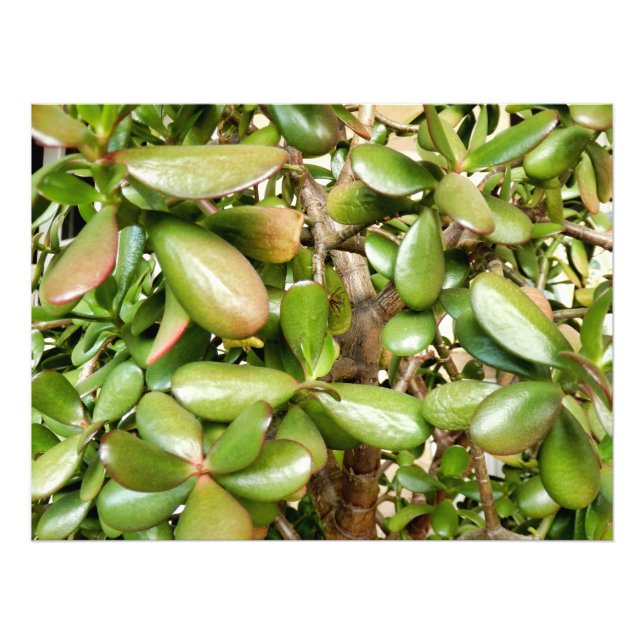 Crassula ovata fotodruck (Vorne)