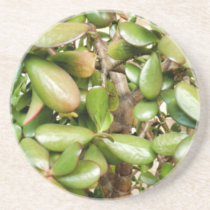Crassula ovata getränkeuntersetzer