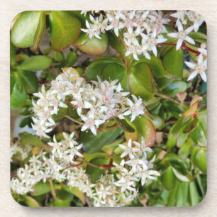 Crassula ovata getränkeuntersetzer