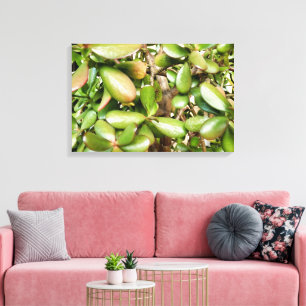 Crassula ovata leinwanddruck