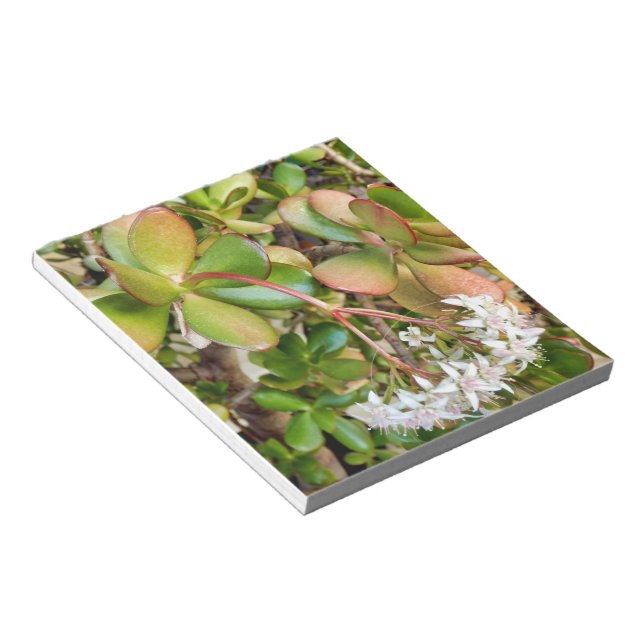 Crassula ovata notizblock (angewinkelt)