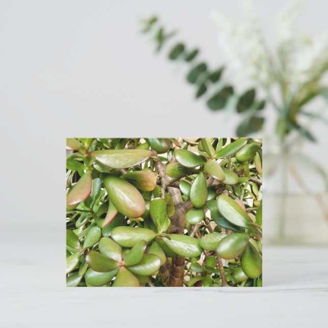 Crassula ovata postkarte (Stehend Vorderseite)