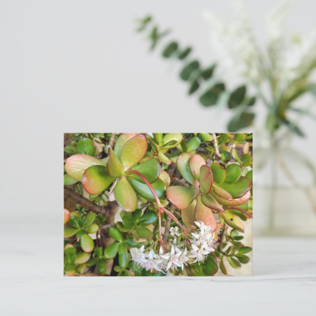 Crassula ovata postkarte (Stehend Vorderseite)