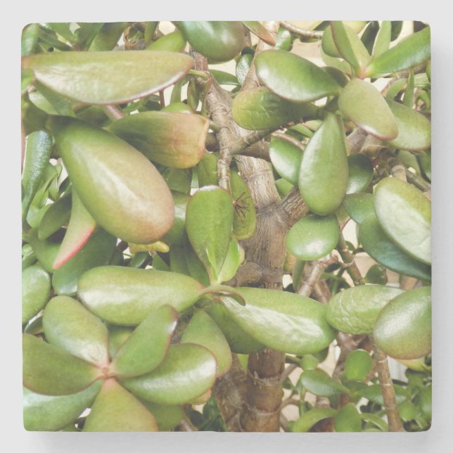 Crassula ovata steinuntersetzer (Vorderseite)