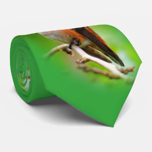 Cravate Colibri roux mignon sur la branche de l'arbre du p