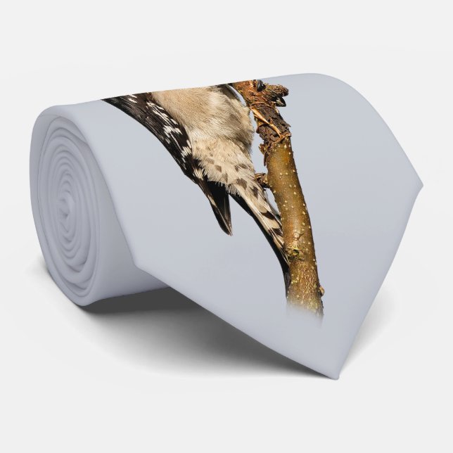 Cravate Pic Downy mou sur arbre aux fruits (Roulé)