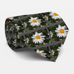 Cravate popular flower, pretty wild white daisy photograph