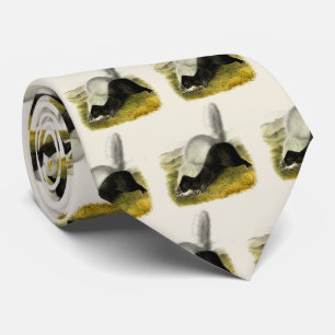 Cravate Skunk (Texan Skunk) Audubon's Quadrupeds