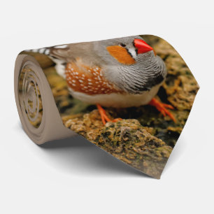 Cravate Zebra Finch sur les rochers