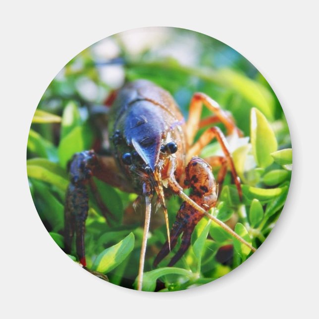 Crawfish Crawdds Crayfish Magnet (Vorne)