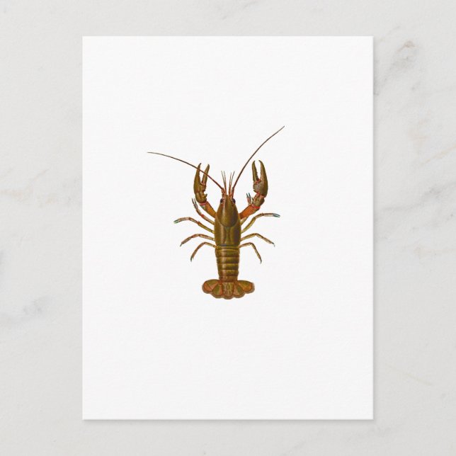 Crawfish-Logo Postkarte (Vorderseite)