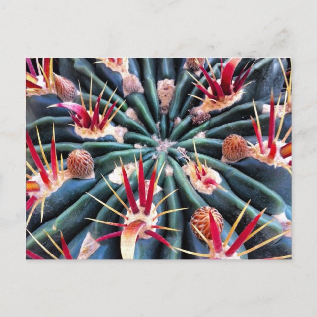 Crazy Cactus Postcard Postkarte (Vorderseite)