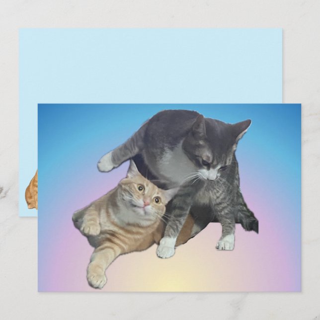 Crazy Cats - Taz und Tito Bandito (Vorne/Hinten)