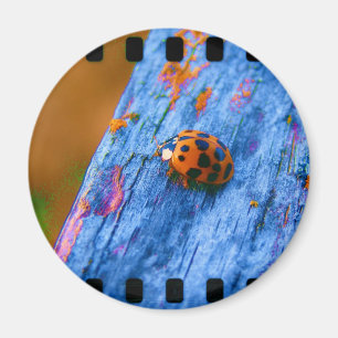 Crazy Color Bug Magnet