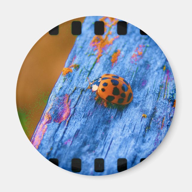 Crazy Color Bug Magnet (Vorne)