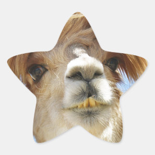 Crazy Hair Alpaca Stern-Aufkleber