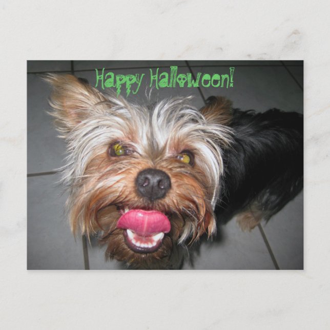 Crazy Jasper ~ Postcard Postkarte (Vorderseite)