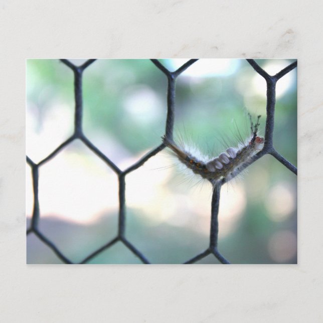 Crazy Raupe Postkarte (Vorderseite)