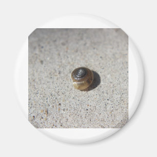Crazy Snail Magnet