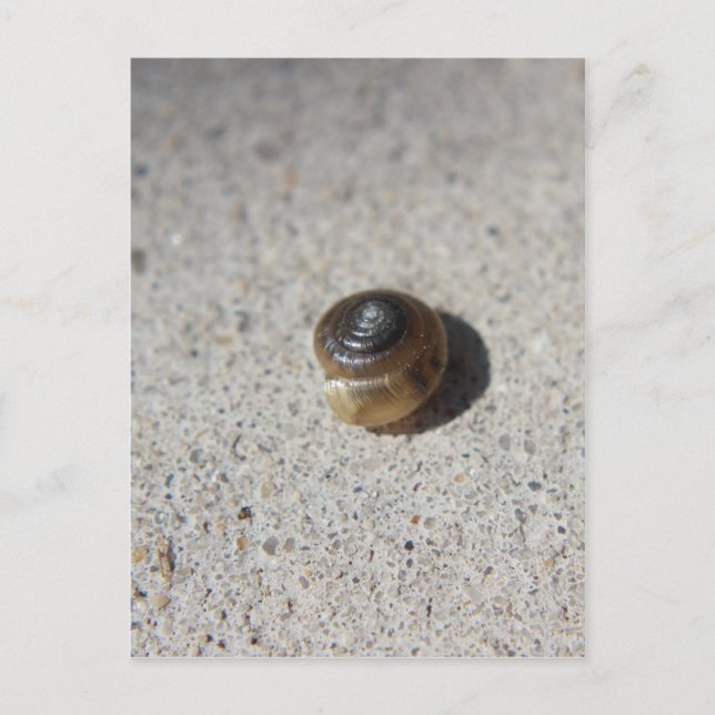 Crazy Snail Postkarte (Vorderseite)