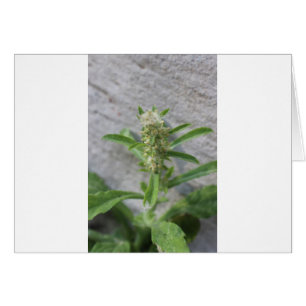 Crazy Weed Pflanze
