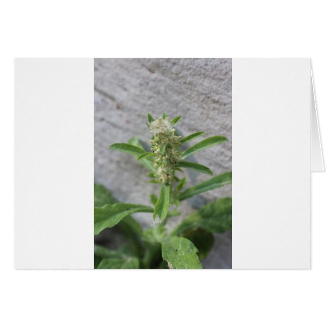 Crazy Weed Pflanze (Vorderseite (Horizontal))