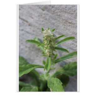 Crazy Weed Pflanze