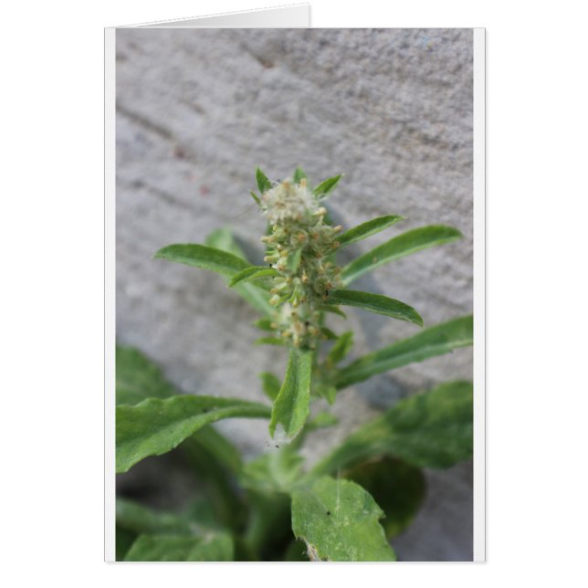 Crazy Weed Plante (Devant)