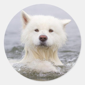 CRB - Polar-Bärenaufkleber Runder Aufkleber