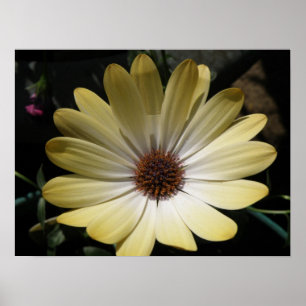Cream African Rain Daisy Poster