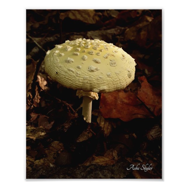 Cream Bowtie Fotodruck (Vorne)