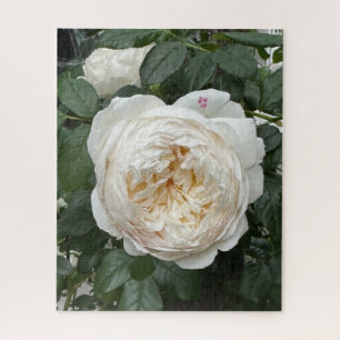 Cream English Rose, San Francisco