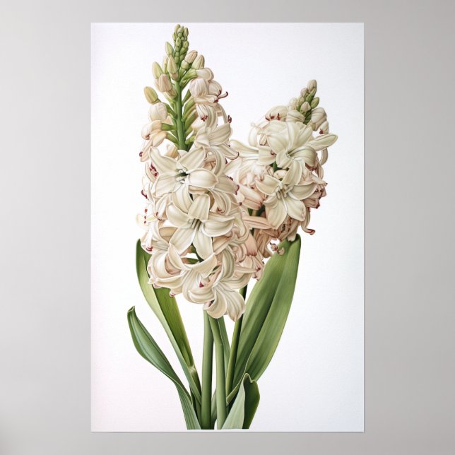 Cream Hyacinth Blume Art Print Poster (Vorne)