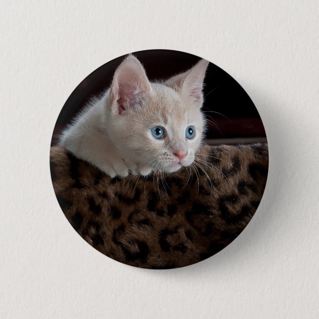 Cream Kitten with Beautiful Blue Eyes Button (Vorderseite)