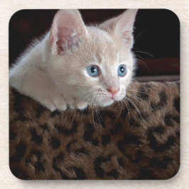 Cream Kitten with Beautiful Blue Eyes Getränkeuntersetzer