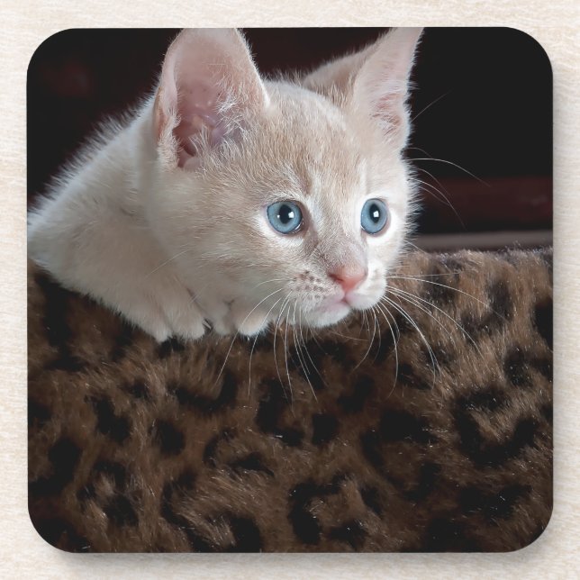 Cream Kitten with Beautiful Blue Eyes Getränkeuntersetzer (Vorderseite)
