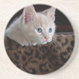 Cream Kitten with Beautiful Blue Eyes Sandstein Untersetzer