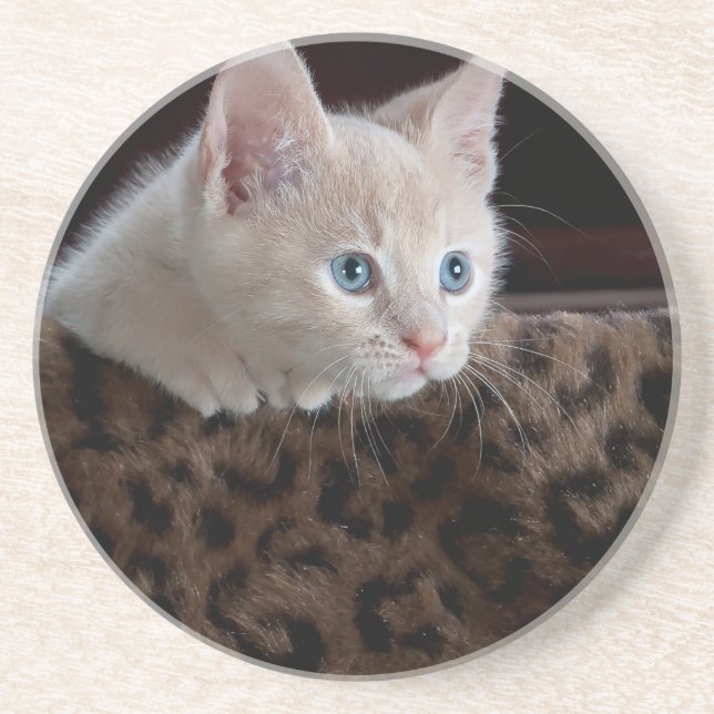 Cream Kitten with Beautiful Blue Eyes Sandstein Untersetzer (Vorne)