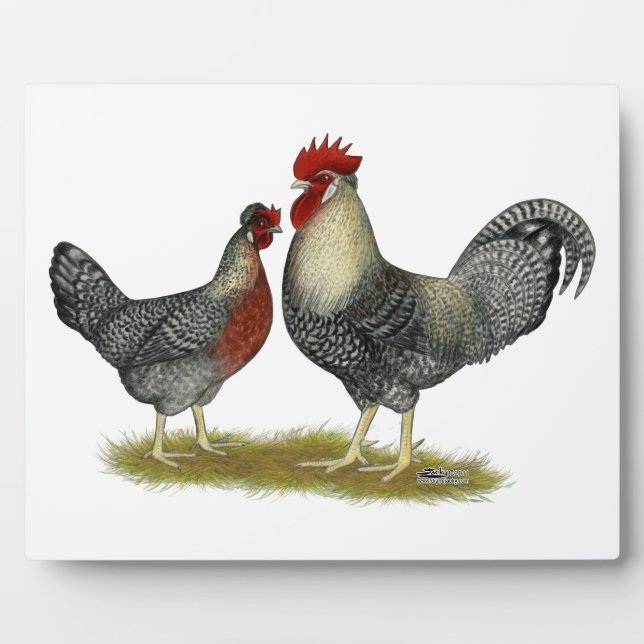 Cream Legbar Chickens Fotoplatte (Vorderseite)