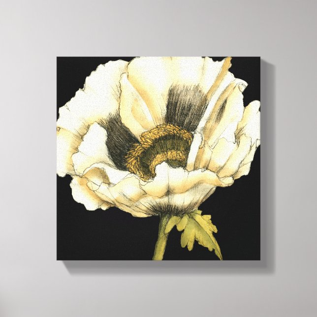 Cream Poppy Blume im schwarzen Hintergrund Leinwanddruck (Vorderseite)