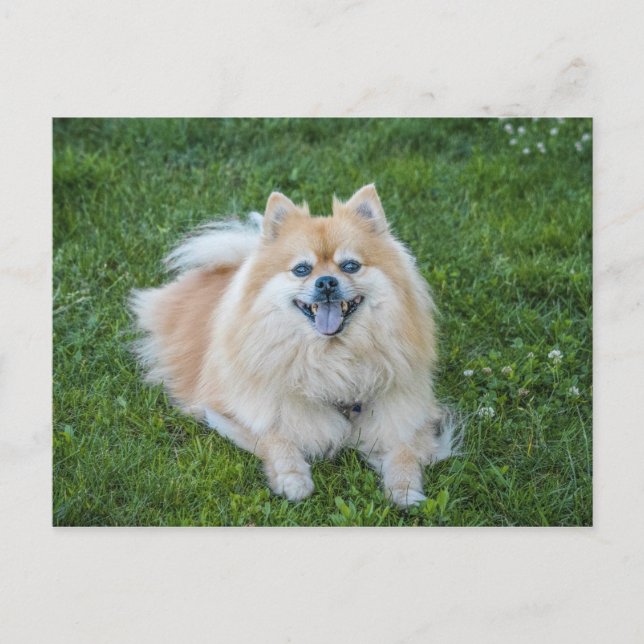 Cream Sable Spitz Dog Postkarte (Vorderseite)
