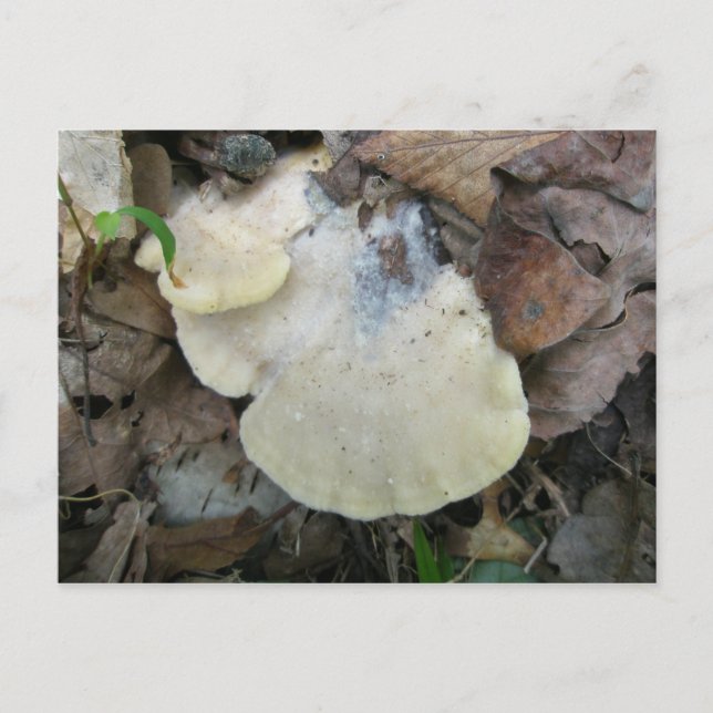 Creamy Bracket Fungus Postkarte (Vorderseite)