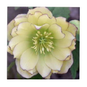 Creamy Hellebore(Helleborus)-Foto Fliese