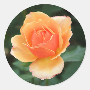 Creamy Orange Moderne Rose Runder Aufkleber