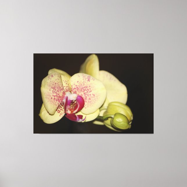 Creamy Orchid Blume Leinwanddruck (Vorderseite)