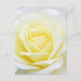 Creamy-Rose Postkarte