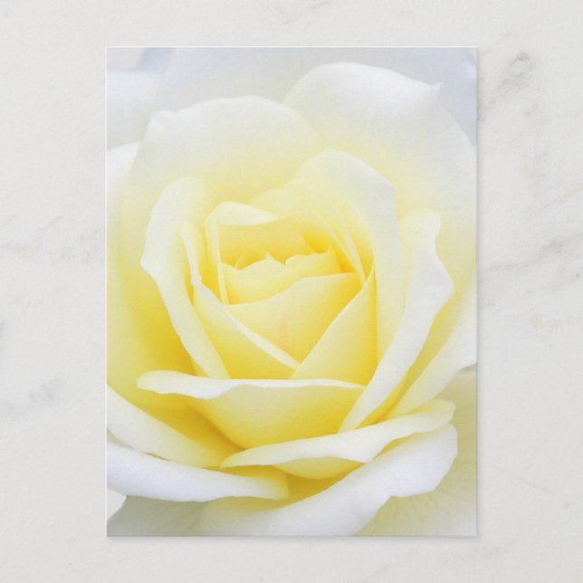 Creamy-Rose Postkarte (Vorderseite)