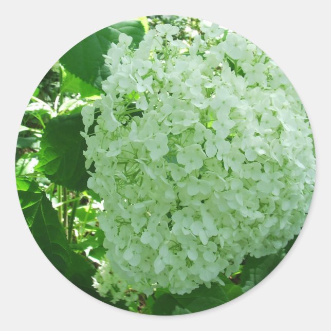 Creamy White Annabelle Hydrangea Blume Stickers (Vorderseite)