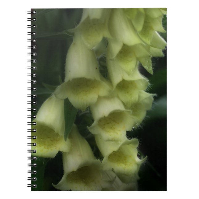 Creamy White Foxglove Blume Notizblock (Vorderseite)