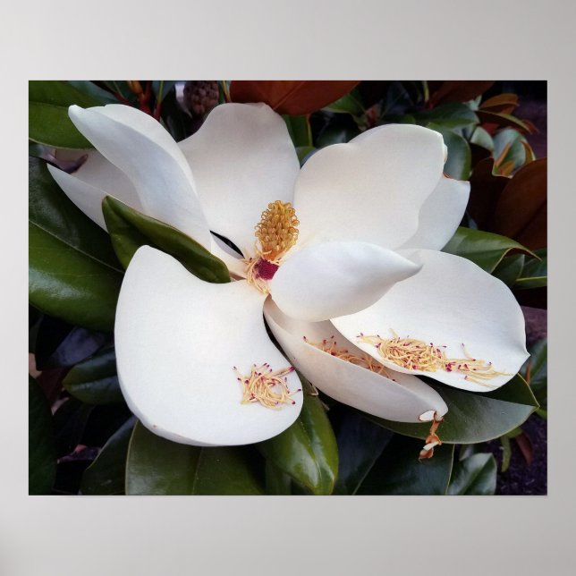Creamy White Magnolia Poster Print (Vorne)